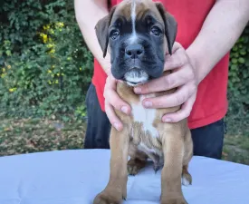Jole Aishabox  - Német boxer eladó kiskutya