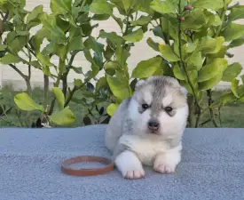 Brown Boy - Siberian Husky Puppy for sale