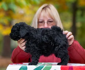 Inka - Puli Puppy for sale