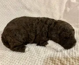Friendly Lagotto Leona - Romagna Water Dog Puppy for sale