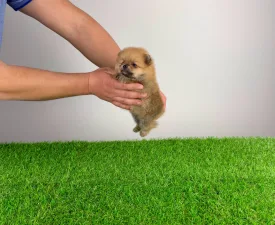 Turbo - German Pomeranian Spitz Puppy for sale