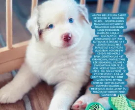 Budnat Aussies Hey Houdini - Ausztrál juhászkutya eladó kiskutya
