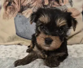 Fantastic Dream - Yorkshire Terrier eladó kiskutya