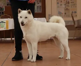 Ayame - Hokkaido eladó kiskutya