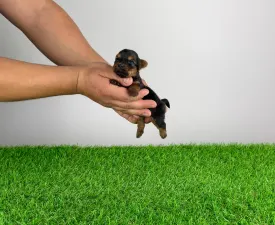 Jelly - Йоркширский терьер Щенок на продажу