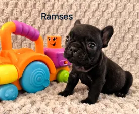 Miora Frenchie Ramses - French Bulldog Puppy for sale
