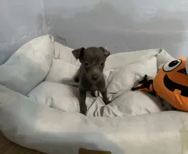 Xandra - Italienisches Windspiel Angebotener Welpe