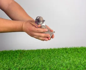 Shila - Chihuahua Puppy for sale