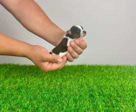 Elroy - Yorkshire Terrier Puppy for sale