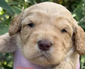 Diego - Labradoodle Puppy for sale