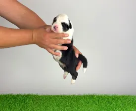 Grisu - Australian Shepherd Angebotener Welpe