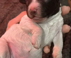 Es War Einmal - Chien d'eau espagnol Chiot à vendre