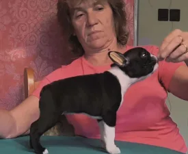 Gloria - Boston Terrier Puppy for sale