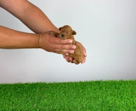 Velvet - Poodle Miniature Puppy for sale