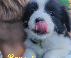 Beverly - Border Collie eladó kiskutya