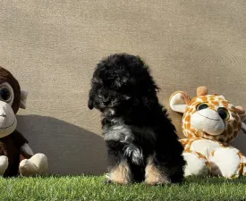 Quentin - Cavapoo Puppy for sale