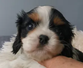 Georgie - Cavalier King Charles Spaniel Puppy for sale