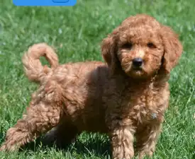 Lars - Goldendoodle eladó kiskutya