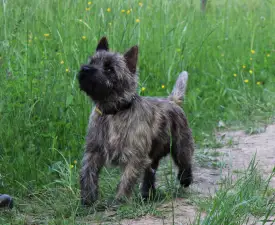 Josi Russtil K.o. - Cairn Terrier Angebotener Welpe