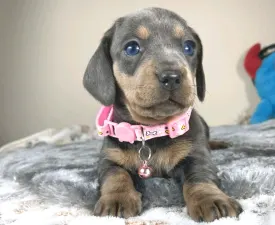 Mira - Dachshund Puppy for sale