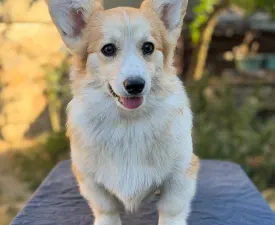 Amaya Queen Jewel Of Your Brilliand Diamond - Pembroke Welsh Corgi eladó kiskutya