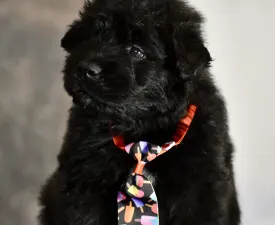 Jéricho De L’ Ami Gris - Bouvier des Flandres Angebotener Welpe
