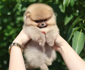Olympia - Spitz tedesco piccolo Cucciolo in vendita