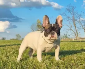Pizza - Francia bulldog eladó kiskutya
