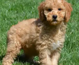 Viggo - Goldendoodle eladó kiskutya