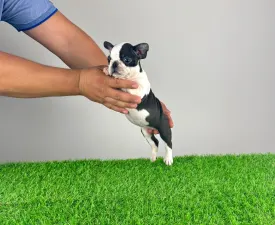 Yelly - Boston Terrier Puppy for sale