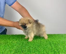 Dinlay - German Pomeranian Spitz Puppy for sale