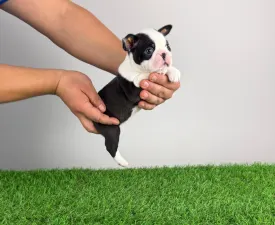 Gessy - Boston terier Szczenię na sprzedaż