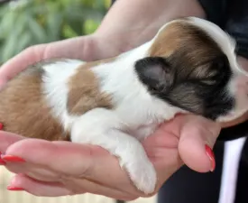 Oro De Habana Margot - Havanese Puppy for sale