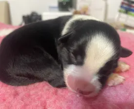 Fekete Szuka/ Female- Red Collar - Border Collie Cățeluș de vânzare