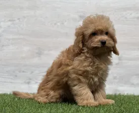 Nanouk - Cavapoo eladó kiskutya