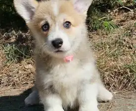 Nina - Pembroke Welsh Corgi eladó kiskutya