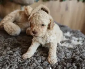 Lucia - Lagotto Romagnolo eladó kiskutya