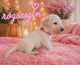 Rózsaszín  - Grosspudel Angebotener Welpe