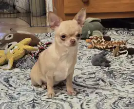 Torma  - Chihuahua Puppy for sale