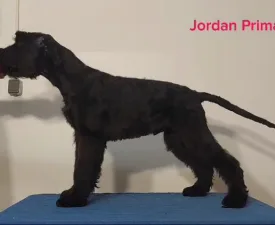 Jordan Prima Fortis - Óriás schnauzer eladó kiskutya