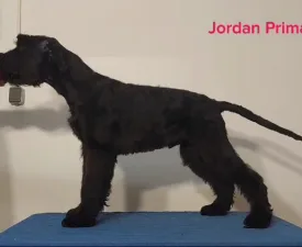 Jordan Prima Fortis - Schnauzer géant Chiot à vendre