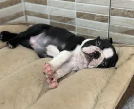 Yuma Nero Di Angelo - Boston Terrier eladó kiskutya