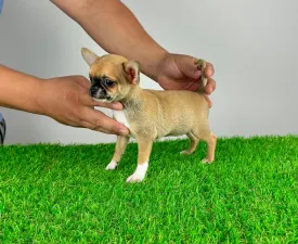 Hilla - Chihuahua Puppy for sale