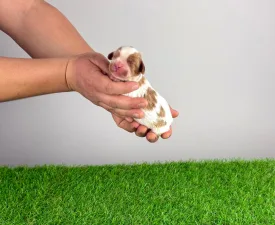 Isabelle - Cavalier King Charles Spaniel Angebotener Welpe