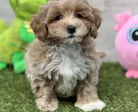 Zigi - Maltipoo Angebotener Welpe