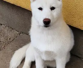 Jade Of Polar Moonlights - Siberian Husky Cucciolo in vendita