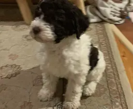 Friendly L. Jelly - Romagna Water Dog Puppy for sale