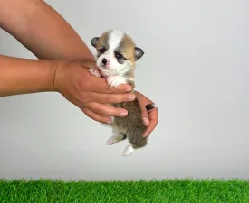 Affinity - Welsh Corgi Pembroke Angebotener Welpe