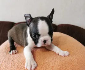Wide Wings Bunny - Boston Terrier Puppy for sale
