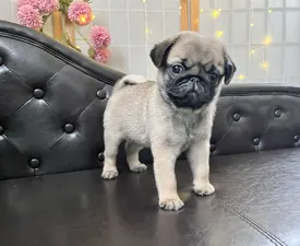 Tyson - Mopsz eladó kiskutya